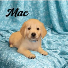 Mac (Light Blue - Light golden male Golden Retriever puppy in Phoenix, Arizona from Ashrose Kennels