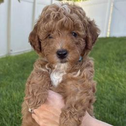 Goldendoodles from Pickens' Goldendoodles
