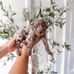 Poppy - Merle female Goldendoodle puppy in Greencastle, Indiana from Willow & Co.