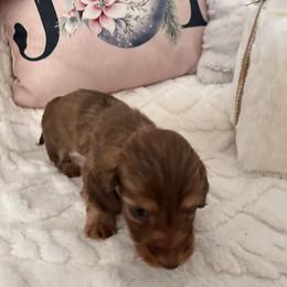 Princess - Chocolate and cream female Dachshund puppy in Clovis, California from DoxiRose