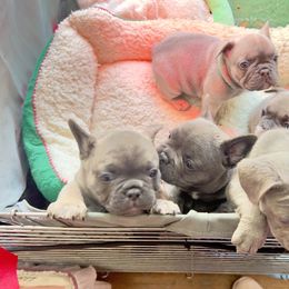 French Bulldog Puppies from Furchildbreeds