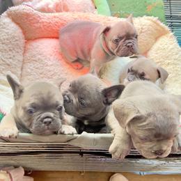 French Bulldog Puppies from Furchildbreeds
