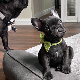 Mikey - Brindle and white male French Bulldog puppy in Spring Creek, Nevada from Rowdy Rowleyz Enshrined Frenchies LLC