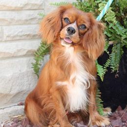 Cavalier King Charles Spaniels, Cavapoos, and Pomskies from Hatz Off Puppies