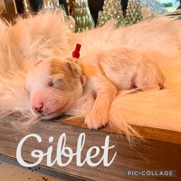 Giblet - Red male Cavapoo puppy in Chattanooga, Tennessee from Scenic City Doodles