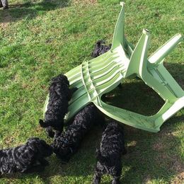 Kerry Blue Terrier Puppies from Hotlick’s Kerry Blue Terriers