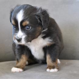 SLATE - Black tri male Miniature American Shepherd puppy in Bixby, Oklahoma from Roeboat Aussies