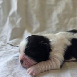 Sally - Black and white female Shichon puppy in Ronda, North Carolina from Willow River