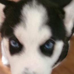Siberian Huskies from Owen's Huskies