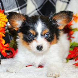 Biscuit - White black and tan male Papillon puppy in Neosho, Missouri from Ms. Barbs Puppies