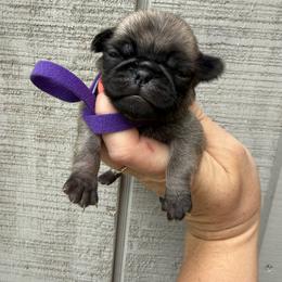 Jannette - Fawn female Pug puppy in Ludowici, Georgia from Royal Destiny Kennels