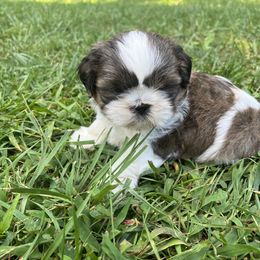Shih Tzu Puppies from Meihem Pups