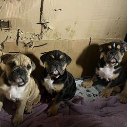 Bulldog Puppies from BH Bulldogs