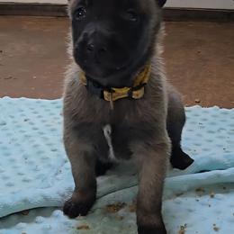 Indy's Yellow - Mahogany female Belgian Malinois puppy in Berry, Alabama from North River k9