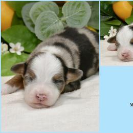 Moose - Blue merle male Australian Shepherd puppy in Ranger, Texas from Outback Mini Aussies