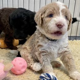 Aussiedoodles and Bernedoodles from Doodle Dandy Bernedoodles & Aussiedoodles