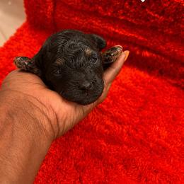 Phantom - Phantom male Poodle puppy in Lancaster, South Carolina from Semone’s Poodles