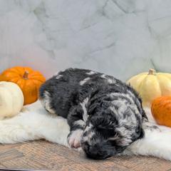 Squid - Black merle female Mudi puppy in Rural Valley, Pennsylvania from Oak & Soul Silken Windhounds and Mudi