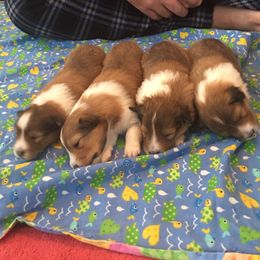 Shetland Sheepdog Puppies from RegalStarShelties