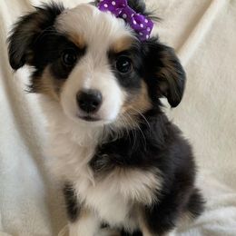 Toy Australian Shepherds from Pairadice puppies