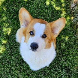 Penny - Pembroke Welsh Corgi