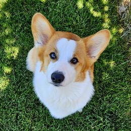 Penny - Pembroke Welsh Corgi