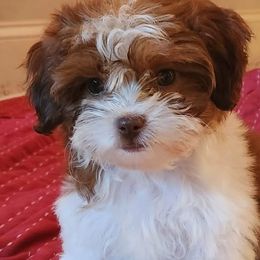 Bernedoodles, Cavalier King Charles Spaniels, Cavapoos, Goldendoodles, and Shihpoos from NC Doodle Puppies