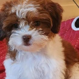 Bernedoodles, Cavalier King Charles Spaniels, Cavapoos, Goldendoodles, and Shihpoos from NC Doodle Puppies