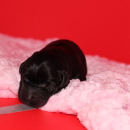 Mamba - Black female Labrador Retriever puppy in Morrilton, Arkansas from Ancient Dogges Performance Dogs