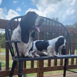 Basset Hound Puppies from Twin Creek Acres