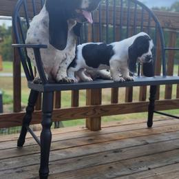 Basset Hound Puppies from Twin Creek Acres