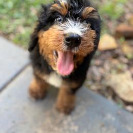 Lumi - Tri-color male Bernedoodle puppy in Ocala, Florida from Bernedoodles of Florida