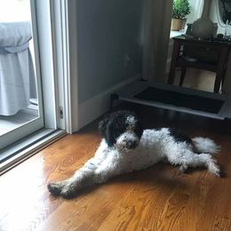 Bordoodle and Poodle All Grown Up from Swan Field Farms