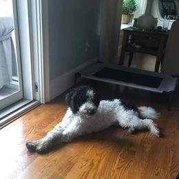 Bordoodle and Poodle All Grown Up from Swan Field Farms