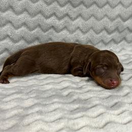 Simon - Chocolate and tan male Dachshund puppy in Queen Creek, Arizona from Jolly Rogers Dachshunds