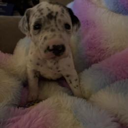 Guardian - White and black male Dalmatian puppy in Fort Cavasos, Texas from Mainstreet Dalmation