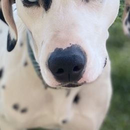 Dalmatians from DAXX Dalmatians