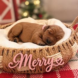 Merry - Dark golden female Golden Retriever puppy in San Bernardino, California from Thegoldendreams1