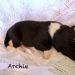 Archie - White and black male Newfoundland puppy in Goodhue, Minnesota from Claypits Newfoundlands
