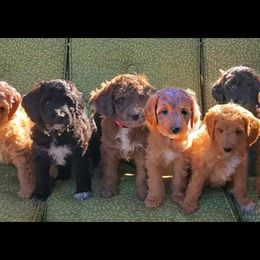 Aussiedoodle Puppies from Color Country Doodles