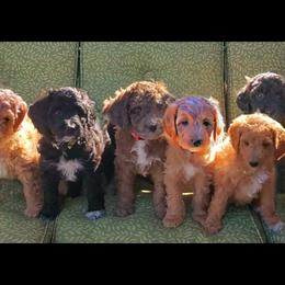 Aussiedoodle Puppies from Color Country Doodles