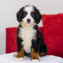Biscotti - Tri-color female Bernedoodle puppy in Dundee, Ohio from Down Home Doodle