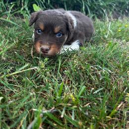 Aodh - Red tri-color male Australian Shepherd puppy in Butler, Georgia from Aussies at Howling Hill Farm