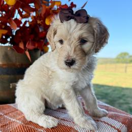 Summer - Cream female Goldendoodle puppy in Wyandotte, Oklahoma from Goldendoodles of NE OK