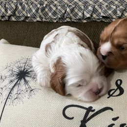 Cavalier King Charles Spaniels and Dachshunds from Love Some Dogs Dachshunds & Cavalier King Charles Spaniels