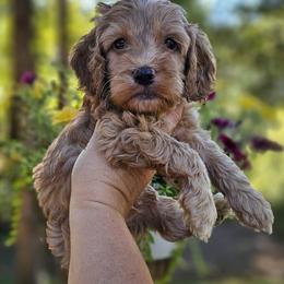 Ollie - Buff and white male Cockapoo puppy in Mocksville, North Carolina from Hunting Creek Kennels & Farm