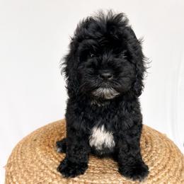 Onyx - Black male Labradoodle puppy in Bradenton, Florida from Doodle Acres