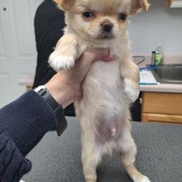 Red Boy 1 - Red male Chihuahua puppy in Haines City, Florida from Kassafina Kennel