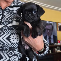 Boy 1 - Black male Brussels Griffon puppy in Burton, Michigan from Purple Moon Pups