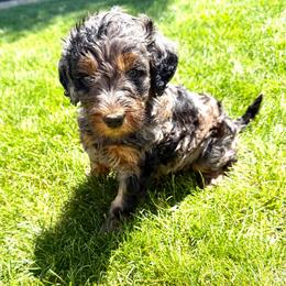 Gunter - Merle male Goldendoodle puppy in Spokane, Washington from Goldendoodles on the Prairie